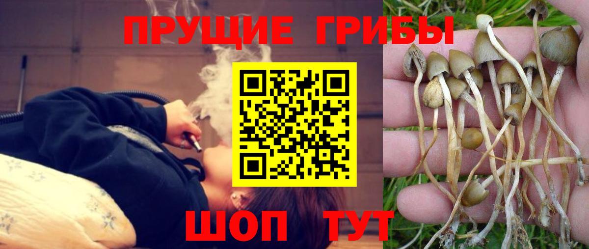 купить   Псилоцибиновые грибы Psilocybine cubensis  Вход с VPN  Псилоцибиновые грибы прущие грибы  Саратов 